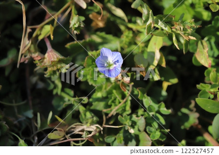 Light blue Veronica flowers blooming in a winter field Light blue Veronica flowers blooming in a winter field 122527457