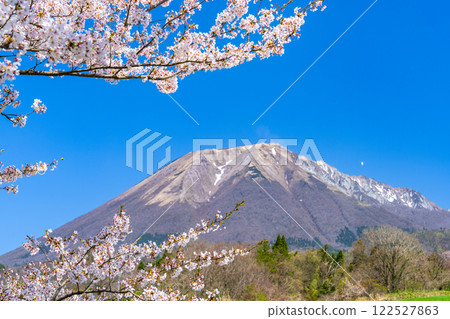 [Japan's 100 Famous Mountains] Cherry blossoms and Mt. Daisen seen from Soeya 7 Hoki Town, Saihaku District, Tottori Prefecture 122527863