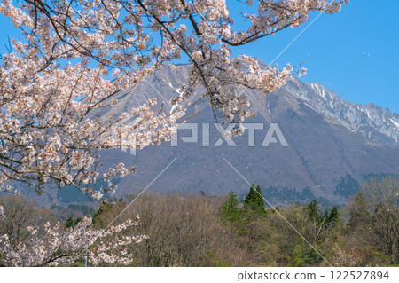 【日本百座名山】從鳥取縣西伯郡伯耆町添谷1號眺望櫻花與大山 【日本百座名山】從鳥取縣西伯郡伯耆町添谷1號眺望櫻花與大山 122527894