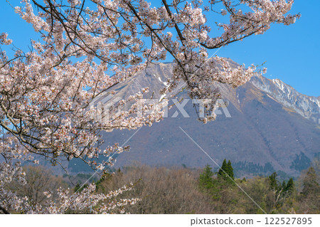 [Japan's 100 Famous Mountains] Cherry blossoms and Mt. Daisen seen from Soeya 2 Hoki Town, Saihaku District, Tottori Prefecture 122527895