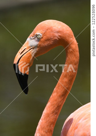 Beni Iro Flamingo 122528096