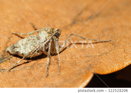 A type of winter moth (female, adult) A type of winter moth (female, adult) 122528206