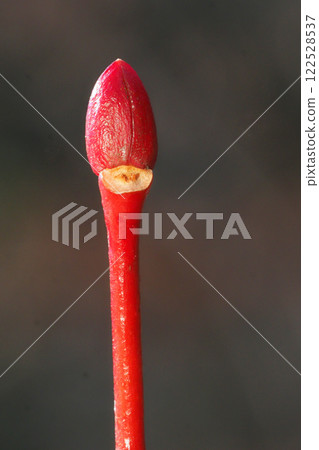 Leaf scars and winter buds of Japanese quince 122528537