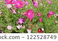Cosmos swaying in the late summer sunlight 122528749
