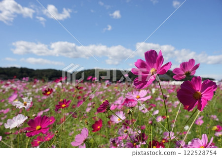 Contrast between cosmos and blue sky, part 1 Contrast between cosmos and blue sky, part 1 122528754