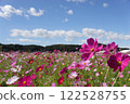 Contrast between cosmos and blue sky, part 2 122528755