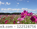 Contrast between cosmos and blue sky, part 3 122528756
