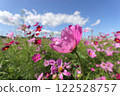 Contrast between cosmos and blue sky, part 4 122528757
