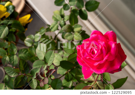 一朵紅玫瑰 一朵紅玫瑰 122529095