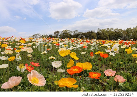 Poppies with fluffy petals are perfect for spring. Poppies with fluffy petals are perfect for spring. 122529234