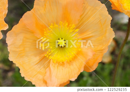 Beautiful geometric patterns spread among poppy petals Beautiful geometric patterns spread among poppy petals 122529235