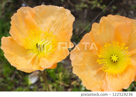 The adorable poppy flower, a spring staple The adorable poppy flower, a spring staple 122529236