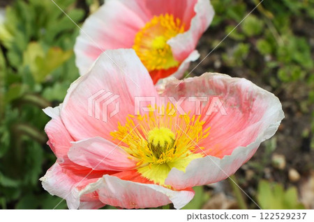 A pretty pale pink poppy flower 122529237
