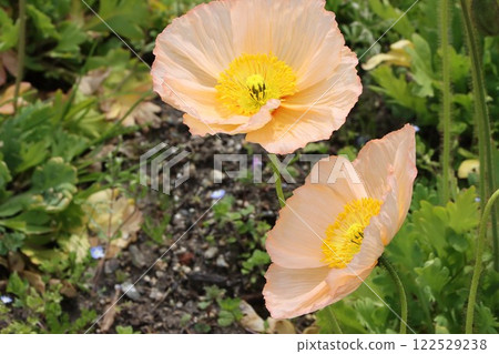 Pastel-colored poppies look great on the flower Pastel-colored poppies look great on the flower 122529238