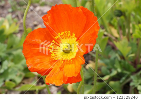 世博公園活動現場罌粟花盛開 世博公園活動現場罌粟花盛開 122529240