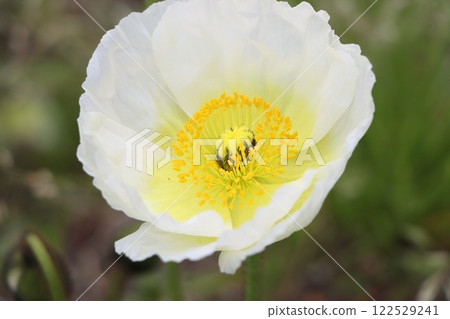 The long flowering period makes it the perfect flower for events. 122529241