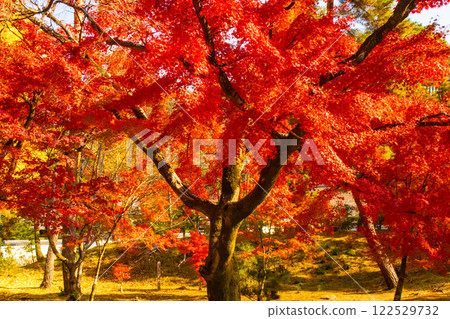 [Kyoto Scenery] Nanzenji Temple - Autumn leaves with a serene atmosphere 122529732