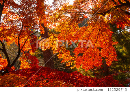 [Kyoto Scenery] Nanzenji Temple - Autumn leaves with a serene atmosphere 122529743
