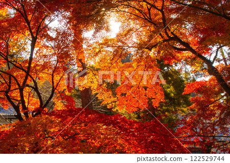 【京都風景】南禪寺，秋葉靜謐 122529744