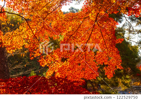 [Kyoto Scenery] Nanzenji Temple - Autumn leaves with a serene atmosphere 122529750