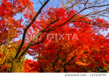 【京都風景】南禪寺，秋葉靜謐 122529795