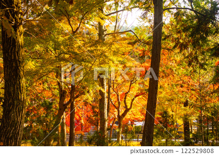 【京都風景】南禪寺，秋葉靜謐 122529808