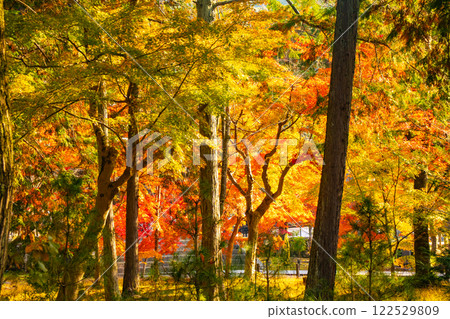 [Kyoto Scenery] Nanzenji Temple - Autumn leaves with a serene atmosphere 122529809