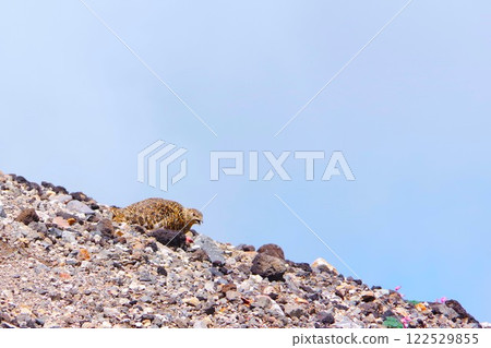A ptarmigan sitting on the slope of Mount Norikura 122529855
