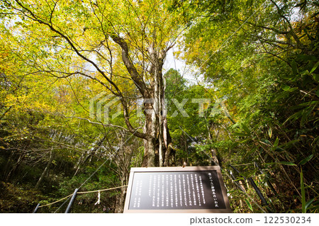 Ishiwari Shrine: Sacred Katsura Tree 122530234