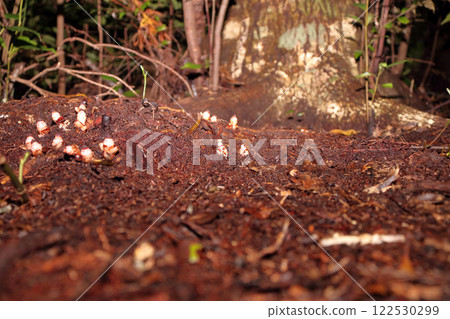 Mitania yamamoto (parasitic plant) 122530299