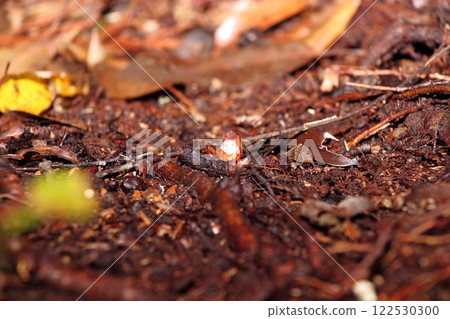 Mitania yamamoto (parasitic plant) 122530300