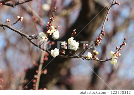 In early spring, white plum blossoms begin to bloom. In early spring, white plum blossoms begin to bloom. 122530312