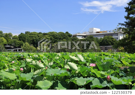 Scenery of Shinobazu Pond in Ueno Park Scenery of Shinobazu Pond in Ueno Park 122530379