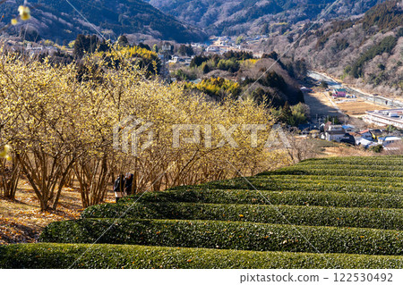 神奈川縣松田町蠟梅節場景 122530492