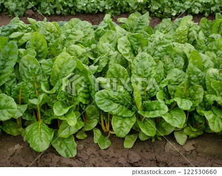 菜地瑞士甜菜 122530660