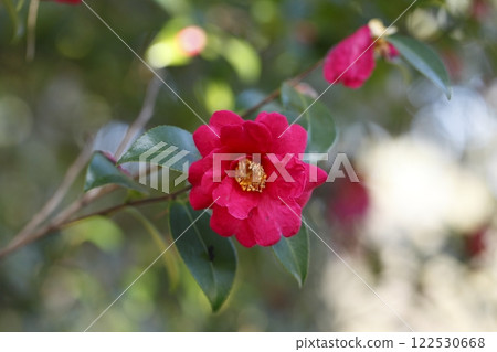 京都御苑茶梅 122530668