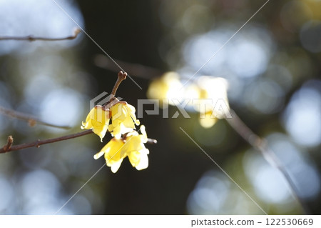 京都花園的蠟 122530669