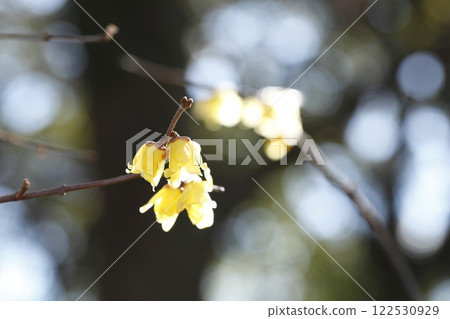 京都花園的蠟 122530929