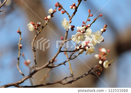 剛開始綻放的白梅花枝 122531088