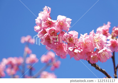 深粉紅色的土肥櫻花 深粉紅色的土肥櫻花 122531117