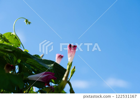 Summer sky and afternoon morning glories Summer sky and afternoon morning glories 122531167