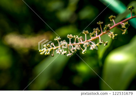 小白花〜美國商陸〜 小白花〜美國商陸〜 122531679