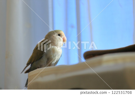 小作R子 122531708