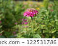 Dahlia 122531786