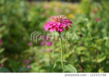 Dahlia 122531786