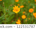 Cosmos 122531787