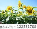sunflower	 122531788