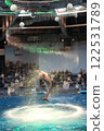 Dolphin 122531789