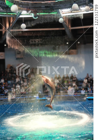 Dolphin 122531789