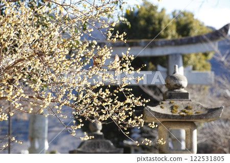 沙石神社的蠟梅 沙石神社的蠟梅 122531805